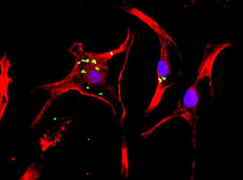 Ab93713 (1:100) staining Flagellin in bone marrow-derived macrophages infected with salmonella. Flagellin primary antiserum followed by Alexa488 secondary (green). Actin (red) stained with AlexaFluor 594-phalloidin. Nuclei stained with DAPI.