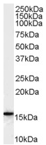 Anti-FLAP antibody (ab53536) at 0.1 µg/ml + Human U937 cell lysate (35µg protein in RIPA buffer). 