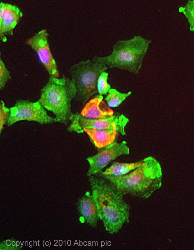 ICC/IF image of ab53536 stained MCF7 cells. The cells were 4% formaldehyde fixed (10 min) and then incubated in 1%BSA / 10% normal donkey serum / 0.3M glycine in 0.1% PBS-Tween for 1h to permeabilise the cells and block non-specific protein-protein interactions. The cells were then incubated with the antibody (ab53536, 5µg/ml) overnight at +4°C. The secondary antibody (green) was Alexa Fluor® 488 donkey anti-goat IgG (H+L) used at a 1/1000 dilution for 1h. Alexa Fluor® 594 WGA was used to label plasma membranes (red) at a 1/200 dilution for 1h. DAPI was used to stain the cell nuclei (blue) at a concentration of 1.43µM.