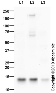 All lanes : Anti-FLAP antibody (ab85227) at 1 µg/mlLane 1 : U937 (Human leukemic monocyte lymphoma cell line) Whole Cell LysateLane 2 : THP1 (Human acute monocytic leukemia cell line) Whole Cell LysateLane 3 : Small Intestine (Human) Tissue Lysate - adult normal tissue (ab29276)Lysates/proteins at 10 µg per lane.SecondaryGoat polyclonal to Rabbit IgG - H&L - Pre-Adsorbed (HRP) at 1/3000 dilutiondeveloped using the ECL techniquePerformed under reducing conditions.