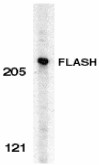 Anti-FLASH antibody (ab8420) at 0.5 µg/ml + HeLa whole cell lysateObserved band size : 220 kDa (why is the actual band size different from the predicted?)