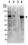All lanes : Anti-FLCN antibody (ab87753) at 0.1 µg/mlLane 1 : HeLa whole cell lysate at 50 µgLane 2 : HeLa whole cell lysate at 15 µgLane 3 : HeLa whole cell lysate at 5 µgLane 4 : 293T whole cell lysate at 50 µgdeveloped using the ECL technique