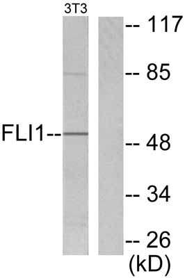 All lanes : Anti-FLI1 antibody (ab53077) at 1/50 dilutionLane 1 : NIH/3T3 cell extract with no immunizing peptideLane 2 : NIH/3T3 cell extract with immunizing peptide