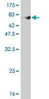 Western blot against tagged recombinant protein immunogen using ab55012 FLI1 antibody at 1ug/ml.