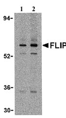 Lane 1 :  Anti-FLIP antibody (ab8421) at 1 µg/mlLane 2 :  Anti-FLIP antibody (ab8421) at 2 µg/mlLane 1 : K562 cell lysateLane 2 : K562 cell lysate
