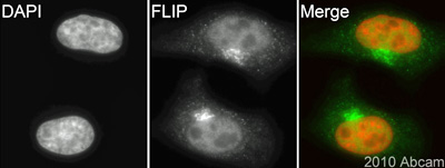 ab84283 (1/200) staining FLIP in asynchronous HeLa cells (green). Cells were fixed in paraformaldehyde, permeabilised using 0.5% Triton X-100/PBS and counterstained with DAPI in order to highlight the nucleus (red). For further experimental details please refer to abreview.See Abreview