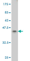Western blot against tagged recombinant protein immunogen using ab57805 FLJ46380 antibody at 1ug/ml.