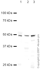 All lanes : Anti-Flotillin 1 antibody (ab41927) at 1 µg/mlLane 1 : Lung (Human) Tissue LysateLane 2 : HeLa (Human epithelial carcinoma cell line) Whole Cell Lysate Lane 3 : Brain (Human) Tissue Lysate - adult normal tissue (ab29466)Lysates/proteins at 10 µg per lane.SecondaryIRDye 680 Conjugated Goat Anti-Rabbit IgG (H+L) at 1/10000 dilutionPerformed under reducing conditions.