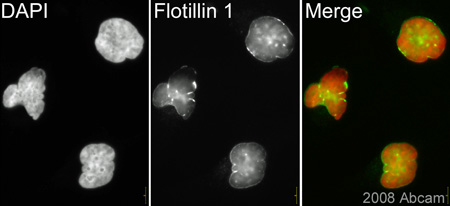 ab41927 (1/200) staining Flotillin 1 in HeLa cells (green). Cells were fixed with Methanol and counterstained with DAPI in order to highlight the nucleus (red). Please refer to abreview for further experimental details.See Abreview