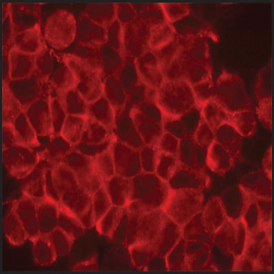 Indirect Immunofluorescence. Human 293T cells were fixed and permeabilized with 4% paraformaldehyde followed by 0.5% Triton-X-100. Fixed cells were stained with 10 µg/mL Anti-Flotillin 1. The antibody was developed with Goat Anti-Rabbit IgG, Cy3 conjugate.