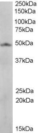 Anti-Flotillin 2 antibody (ab20399) at 1 µg/ml + Human lung lysate at 0.3 µg/ml