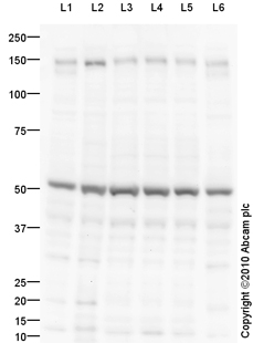 All lanes : Anti-CNTN4 antibody (ab93450) at 1 µg/mlLane 1 : Mouse Hippocampus Tissue LysateLane 2 : Rat Olfactory Bulb LysateLane 3 : E14 Mouse Embryo Brain Tissue LysateLane 4 : E16 Ms Embryo Brain Tissue Lysate Lane 5 : E18 Ms Embryo Brain Tissue LysateLane 6 : Brain (Mouse) Tissue LysateLysates/proteins at 10 µg per lane.SecondaryGoat Anti-Rabbit IgG H&L (HRP) preadsorbed (ab97080) at 1/5000 dilutiondeveloped using the ECL techniquePerformed under reducing conditions.Observed band size : 150 kDa (why is the actual band size different from the predicted?)Additional bands at : 56 kDa (possible isoform).Exposure time : 12 minutes