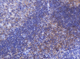 Immunohistochemical analysis of paraffin embedded Human tonsil tissue labelling FNDC4 with ab140381 at a 1/150 dilution.