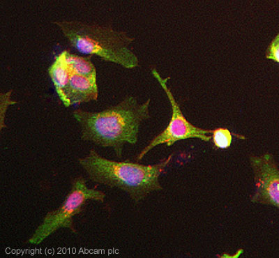 ICC/IF image of ab103998 stained HeLa cells. The cells were 4% formaldehyde fixed (10 min) and then incubated in 1%BSA / 10% normal goat serum / 0.3M glycine in 0.1% PBS-Tween for 1h to permeabilise the cells and block non-specific protein-protein interactions. The cells were then incubated with the antibody ab103998 at 5µg/ml overnight at +4°C. The secondary antibody (green) was Alexa Fluor® 488 goat anti- rabbit IgG (H+L) used at a 1/1000 dilution for 1h. Alexa Fluor® 594 WGA was used to label plasma membranes (red) at a 1/200 dilution for 1h. DAPI was used to stain the cell nuclei (blue) at a concentration of 1.43µM. This antibody also gave a positive result in Hek293, HepG2, and MCF-7 formaldehyde fixed cells at 5ug/ml and also in HeLa, Hek293, HepG2, and MCF-7 Methanol fixed cells at 5ug/ml.