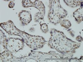 Fox2 / RBM9 antibody (ab57154) used in immunohistochemistry at 3ug/ml on formalin fixed and paraffin embedded human placenta.