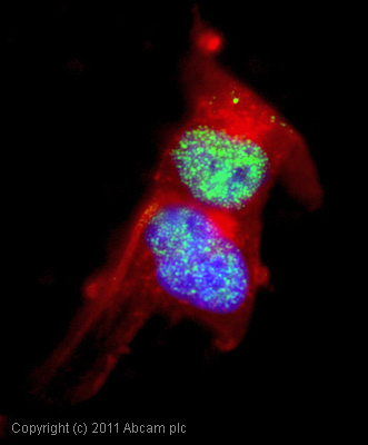 ICC/IF image of ab57154 stained SHSY5Y cells. The cells were 4% formaldehyde fixed (10 min) and then incubated in 1%BSA / 10% normal goat serum / 0.3M glycine in 0.1% PBS-Tween for 1h to permeabilise the cells and block non-specific protein-protein interactions. The cells were then incubated with the antibody (ab57154, 1µg/ml) overnight at +4°C. The secondary antibody (green) was Alexa Fluor® 488 goat anti-mouse IgG (H+L) used at a 1/1000 dilution for 1h. Alexa Fluor® 594 WGA was used to label plasma membranes (red) at a 1/200 dilution for 1h. DAPI was used to stain the cell nuclei (blue) at a concentration of 1.43µM.