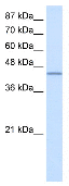 Anti-Fox2 / RBM9 antibody (ab51361) at 2.5 µg/ml + HepG2 cell lysate at 10 µgSecondaryHRP conjugated anti-Rabbit IgG (1:100,000)