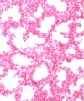 Ab40868 staining Mouse fetal lung tissue at 1:200 dilution by Immunohistochemistry paraffin embedded sections. FOXA1 was visualised by DAB (dark red colour) and counterstained with Nuclear Fast Red (pink colour). Magnification 20x.