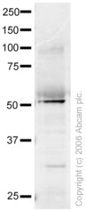 Anti-FOXA1 antibody - ChIP Grade (ab23738) at 1 µg/ml + Human heart tissue lysate at 20 µgSecondaryGoat polyclonal to Rabbit IgG (Alexa Fluor® 680) at 1/10000 dilution