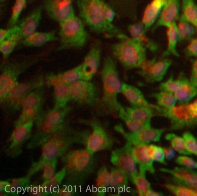 ICC/IF image of ab23630 stained HepG2 cells. The cells were 4% PFA fixed (10 min) and then incubated in 1%BSA / 10% normal goat serum / 0.3M glycine in 0.1% PBS-Tween for 1h to permeabilise the cells and block non-specific protein-protein interactions. The cells were then incubated with the antibody (ab23630, 5µg/ml) overnight at +4°C. The secondary antibody (green) was ab96899 Dylight 488 goat anti-rabbit IgG (H+L) used at a 1/250 dilution for 1h. Alexa Fluor® 594 WGA was used to label plasma membranes (red) at a 1/200 dilution for 1h. DAPI was used to stain the cell nuclei (blue) at a concentration of 1.43µM.
