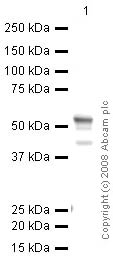 Anti-FOXG1 antibody [mAbcam 51774] (ab51774) at 5 µg/ml + Brain (Human) Tissue Lysate - adult normal tissue (ab29466) at 10 µgSecondaryRabbit polyclonal to Mouse IgG - H&L (HRP) at 1/2000 dilutionPerformed under reducing conditions.
