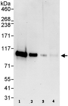 All lanes : Anti-FOXK1 antibody (ab85999) at 0.04 µg/mlLane 1 : HeLa whole cell lysate at 50 µgLane 2 : HeLa whole cell lysate at 15 µgLane 3 : HeLa whole cell lysate at 5 µgLane 4 : 293T whole cell lysate at 50 µgdeveloped using the ECL technique