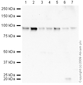 All lanes : Anti-FOXK1 antibody - ChIP Grade (ab18196) at 1/250 dilutionLane 1 : HeLa (Human epithelial carcinoma cell line) Whole Cell LysateLane 2 : HeLa (Human epithelial carcinoma cell line) Nuclear LysateLane 3 : HepG2 (Human hepatocellular liver carcinoma cell line) Nuclear LysateLane 4 : Jurkat (Human T cell lymphoblast-like cell line) Whole Cell LysateLane 5 : Jurkat (Human T cell lymphoblast-like cell line) Nuclear Lysate (ab14844)Lane 6 : K562 (Human erythromyeloblastoid leukemia cell line) Whole Cell LysateLane 7 : SW480 (Human colon adenocarcinoma cell line) Whole Cell Lysate (ab3957)Lysates/proteins at 10 µg per lane.SecondaryGoat polyclonal to Rabbit IgG - H&L - Pre-Adsorbed (HRP) at 1/3000 dilutiondeveloped using the ECL techniquePerformed under reducing conditions.Observed band size : 95 kDa (why is the actual band size different from the predicted?)Exposure time : 5 minutes