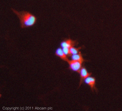 ICC/IF image of ab18196 stained Hek293 cells. The cells were 100% methanol fixed (5 min) and then incubated in 1%BSA / 10% normal goat serum / 0.3M glycine in 0.1% PBS-Tween for 1h to permeabilise the cells and block non-specific protein-protein interactions. The cells were then incubated with the antibody (ab18196, 1µg/ml) overnight at +4°C. The secondary antibody (green) was ab96899 Dylight 488 goat anti-rabbit IgG (H+L) used at a 1/250 dilution for 1h. Alexa Fluor® 594 WGA was used to label plasma membranes (red) at a 1/200 dilution for 1h. DAPI was used to stain the cell nuclei (blue) at a concentration of 1.43µM.