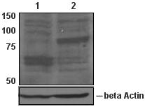 All lanes : Anti-FOXP1 antibody [JC12] (ab32010) at 1/500 dilutionLane 1 : BCBL1 human cell lineLane 2 : Mutul human cell line