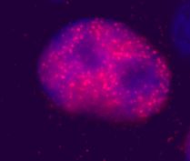 Immunofluorescent imaging of human cells (U2OS) with ab10563 (5 ug/ml) confirms the specificity of this anti-FOXP3 antibody, which recognises nuclear signal only; with no background cytoplasmic or nucleolar staining.   IF was performed with a standard paraformaldehyde technique (fixed in PBS buffered PFH 4% for 5 minutes, permeabilised with 0.5% triton-PBS for 5 minutes, blocked with 5% milk / 0.2% tween for one hour).  Primary antibody used at 5ug/ml in 5% milk / 0.2% TWEEN for 1 hour, secondary antibody for 30 minutes.  All blocking and incubation steps carried out at 37 degrees C. Nuclei were stained with Hoechst stain.