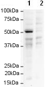 All lanes : Anti-FOXP3 antibody [mAbcam 22510] (HRP) (ab22831) at 1/1000 dilutionLane 1 : HEK 293 cells overexpressing human FOXP3Lane 2 : HEK 293 cells overexpressing human FOXP3 with Human FOXP3 peptide (ab16809) at 1 µg/mldeveloped using the ECL techniquePerformed under reducing conditions.