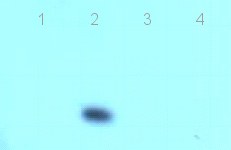 All lanes : Anti-FOXP4 antibody (ab17035) at 1/5000 dilutionLane 1 : HEK293 cellsLane 2 : HEK293 cells expressing exogenous FOXP4Lane 3 : HEK293 cells expressing exogenous FOXP2Lane 4 : HEK293 cells expressing exogenous FOXP1developed using the ECL technique