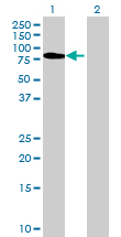 All lanes : Anti-FPGT antibody (ab69833) at 1/500 dilutionLane 1 : FPGT transfected 293T cell lysateLane 2 : Non transfected 293T cell lysateLysates/proteins at 25 µg per lane.SecondaryGoat Anti-Mouse IgG (H&L)-HRP Conjugate at 1/2500 dilution