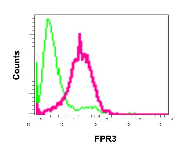 Flow cytometric analysis of NCI-H460 cells labeling FPR3 with ab172908 (red) or a rabbit IgG (negative) (green).