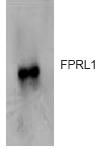 Anti-FPRL1 antibody (ab63022) at 1/5000 dilution + Extracts from HL60 cells.