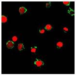 Immunofluorescent analysis of HL60 cells using ab63022 (green) at 1:500. Nucleus have bee labeled with PI (red).