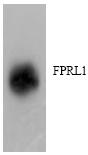 Anti-FPRL1 antibody (ab63023) at 1/6000 dilution + Extracts of HL60 cells