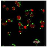 Immunofluorescent analysis of HL60 cells using ab63023 (green) at 1:600. Nucleus have been labeled with PI (red).