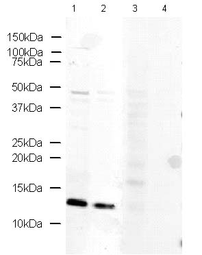 All lanes : Anti-Fragilis antibody (ab15592) at 1 µg/mlLane 1 : Mouse Embryonic Stem Cell lysate Lane 2 : Mouse Embryonic Germ Cell lysate Lane 3 : Mouse Embryonic Stem Cell lysate with Fragilis peptide (ab15737) at 1 µg/mlLane 4 : Mouse Embryonic Germ Cell lysate with Fragilis peptide (ab15737) at 1 µg/mlLysates/proteins at 10 µg per lane.