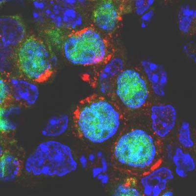 IHC showing localisation of Fragilis (red) in cryosections of male genital ridges of E12.5 mouse embryos. Germ cells can be identified by staining with anti-Oct4 (green).ab15592 (anti-Fragilis) = redOct4 = greenDAPI (DNA) = blueThe dilution of ab15592 used was 10 ug/ml.