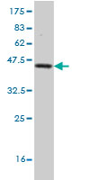 Western blot against tagged recombinant protein immunogen using ab55021 Frataxin antibody at 1ug/ml.