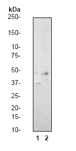 All lanes : Anti-CREB (phospho S133) antibody [E113] (ab32096) at 1/500 dilutionLane 1 : A431 cells untreated.Lane 2 : A431 cells treated with forskolin.