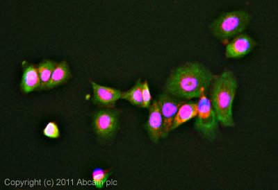 ICC/IF image of ab75235 stained MCF7 cells. The cells were 4% formaldehyde fixed (10 min) and then incubated in 1%BSA / 10% normal goat serum / 0.3M glycine in 0.1% PBS-Tween for 1h to permeabilise the cells and block non-specific protein-protein interactions. The cells were then incubated with the antibody (ab75235, 5µg/ml) overnight at +4°C. The secondary antibody (green) was ab96899, DyLight® 488 goat anti-rabbit IgG (H+L) used at a 1/250 dilution for 1h. Alexa Fluor® 594 WGA was used to label plasma membranes (red) at a 1/200 dilution for 1h. DAPI was used to stain the cell nuclei (blue) at a concentration of 1.43µM.
