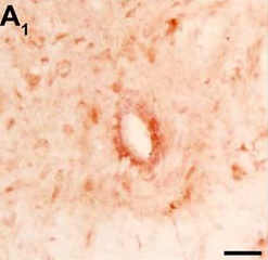 Immunohistochemical image of ab75235 (dilution 1/250) staining in rat spinal cord PFA fixed frozen tissue section, performed on an Olympus BX61 Motorized Research Microscope. The scale bar represents 50 µm.