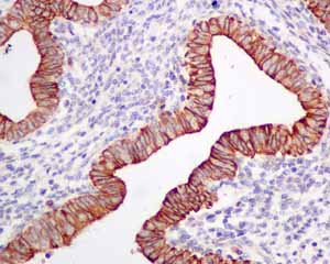 Immunohistochemical analysis of paraffin embedded Human normal uterus tissue using ab155093 showing +ve staining.