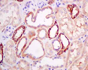 Immunohistochemical analysis of paraffin embedded Human normal kidney tissue using ab155093 showing +ve staining.