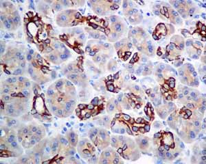 Immunohistochemical analysis of paraffin embedded Human normal pancreas tissue using ab155093 showing +ve staining.
