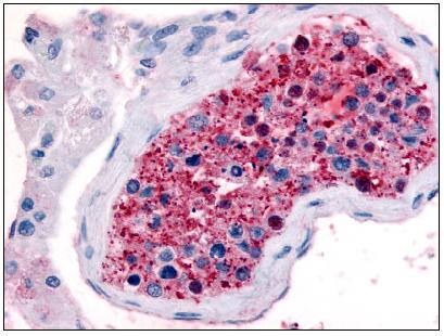 ab61430, at 10µg/ml, staining human Frizzled 9 in testis, using Immunohistochemistry, Formalin/PFA fixed Paraffin embedded tissue.