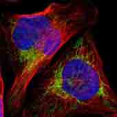 Immunofluorescent staining of human cell line U-2 OS (fixed/permealized with PFA/Trion X-100) with anti-FRMD6 antibody (ab121133) at 1µg/ml in green. It shows positivity in mitochondria.