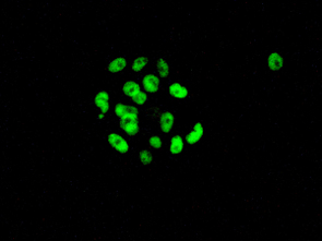 Unpurified ab126605 at a 1/50 dilution staining FTO in BxPC3 cells by immunofluorescence.